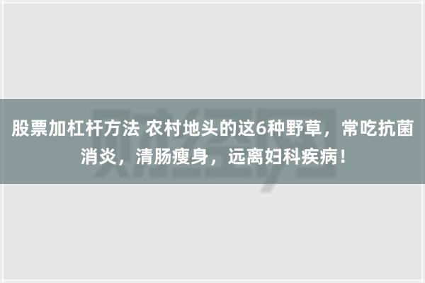 股票加杠杆方法 农村地头的这6种野草，常吃抗菌消炎，清肠瘦身，远离妇科疾病！